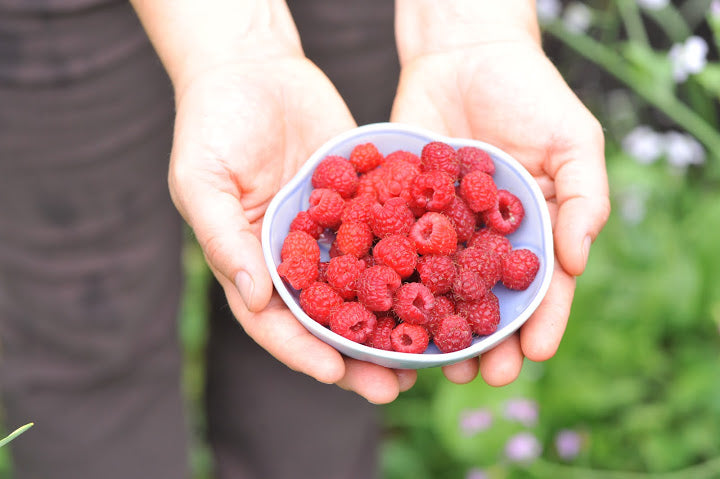 Raspberry Jam (low-sugar)