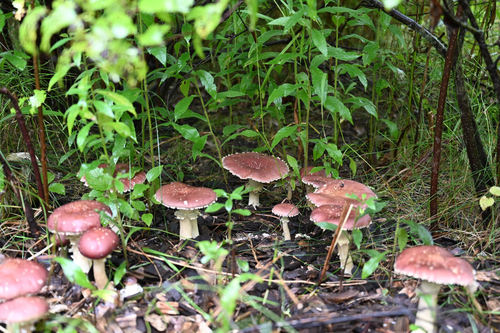 Mushroom Day with Nutty Folks